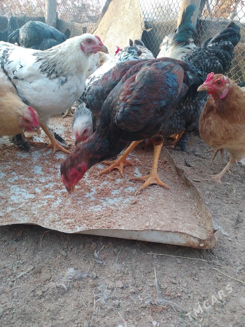 baysok - Sakarçäge - img 2