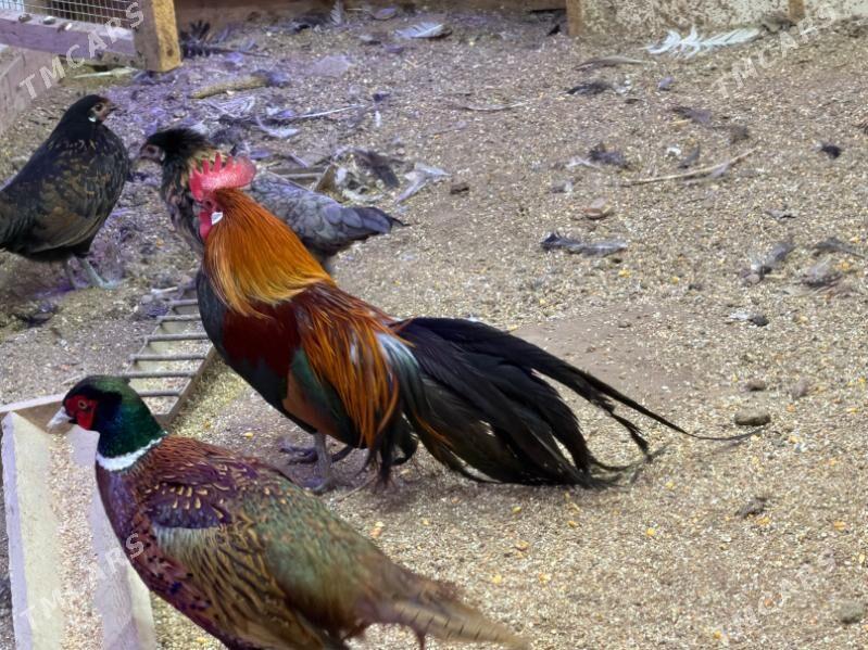 finikis - Туркменабат - img 2