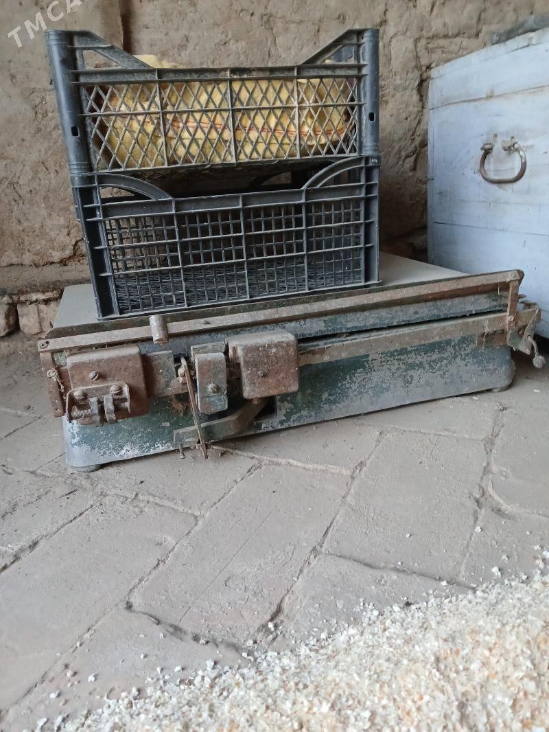 terezi - Türkmengala - img 3