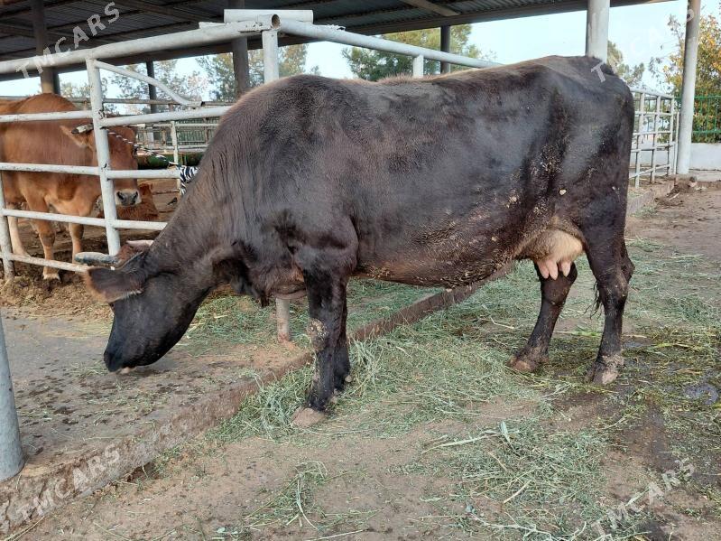 sygyr - Ашхабад - img 2