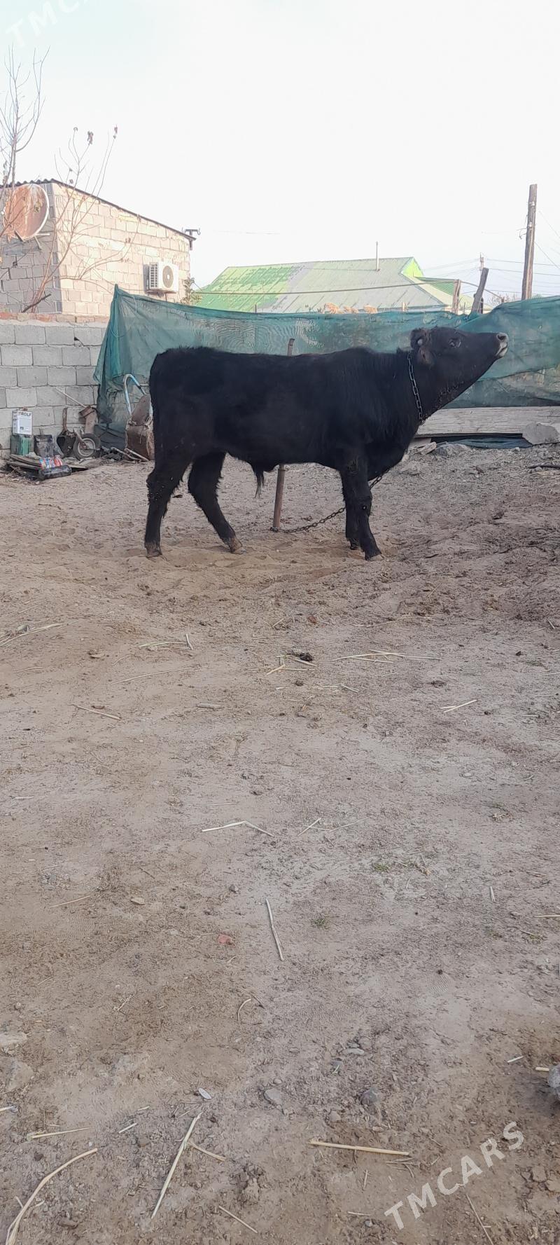 öküz - Гарадамак Шор - img 3