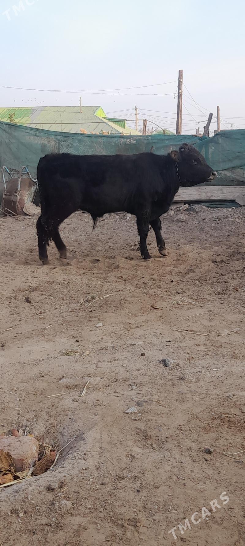 öküz - Гарадамак Шор - img 4