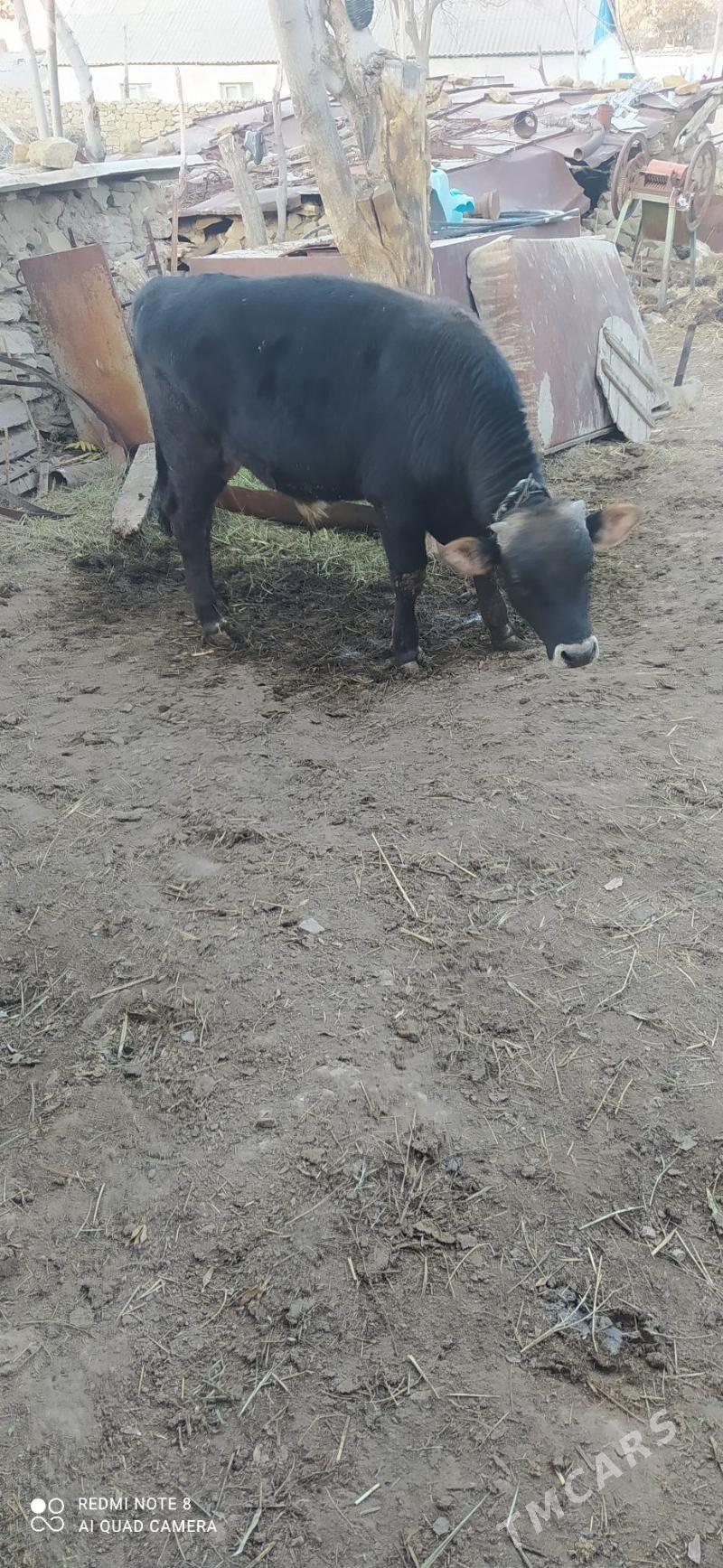 okuz - Бахарден - img 1