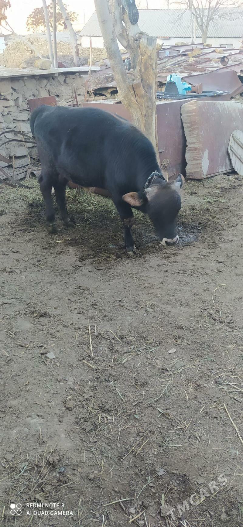 okuz - Бахарден - img 2