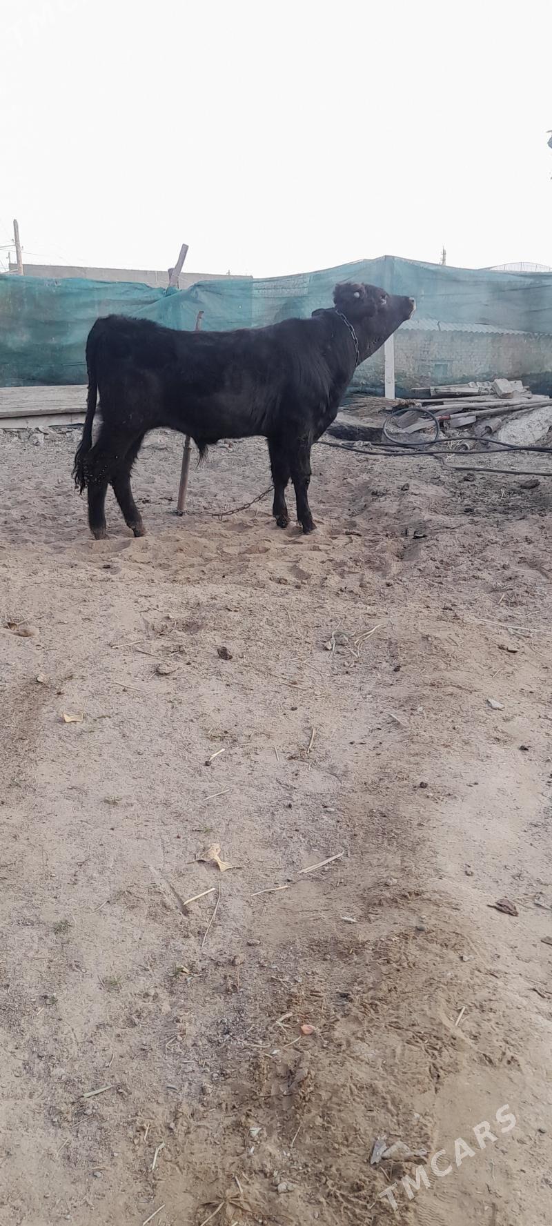 öküz - Гарадамак Шор - img 5