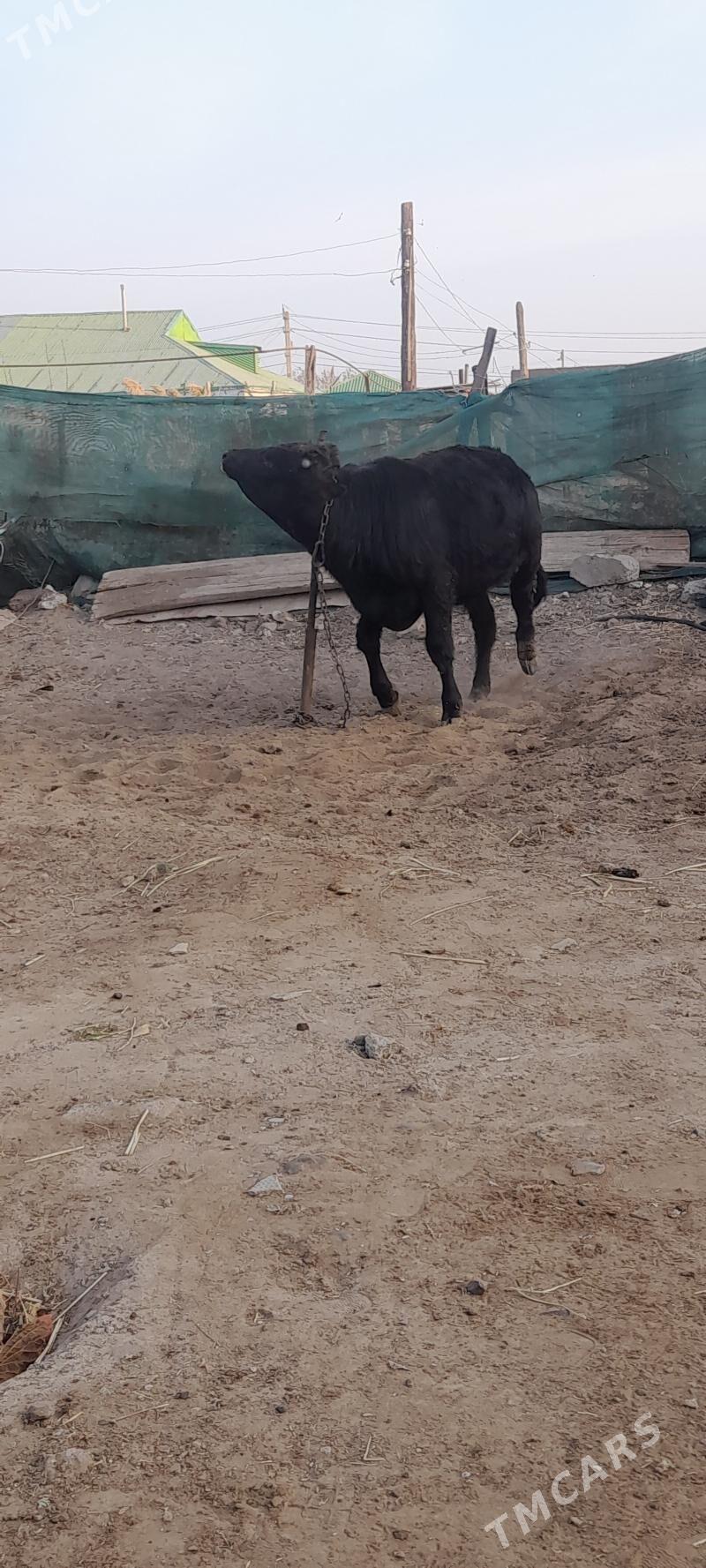 öküz - Гарадамак Шор - img 2