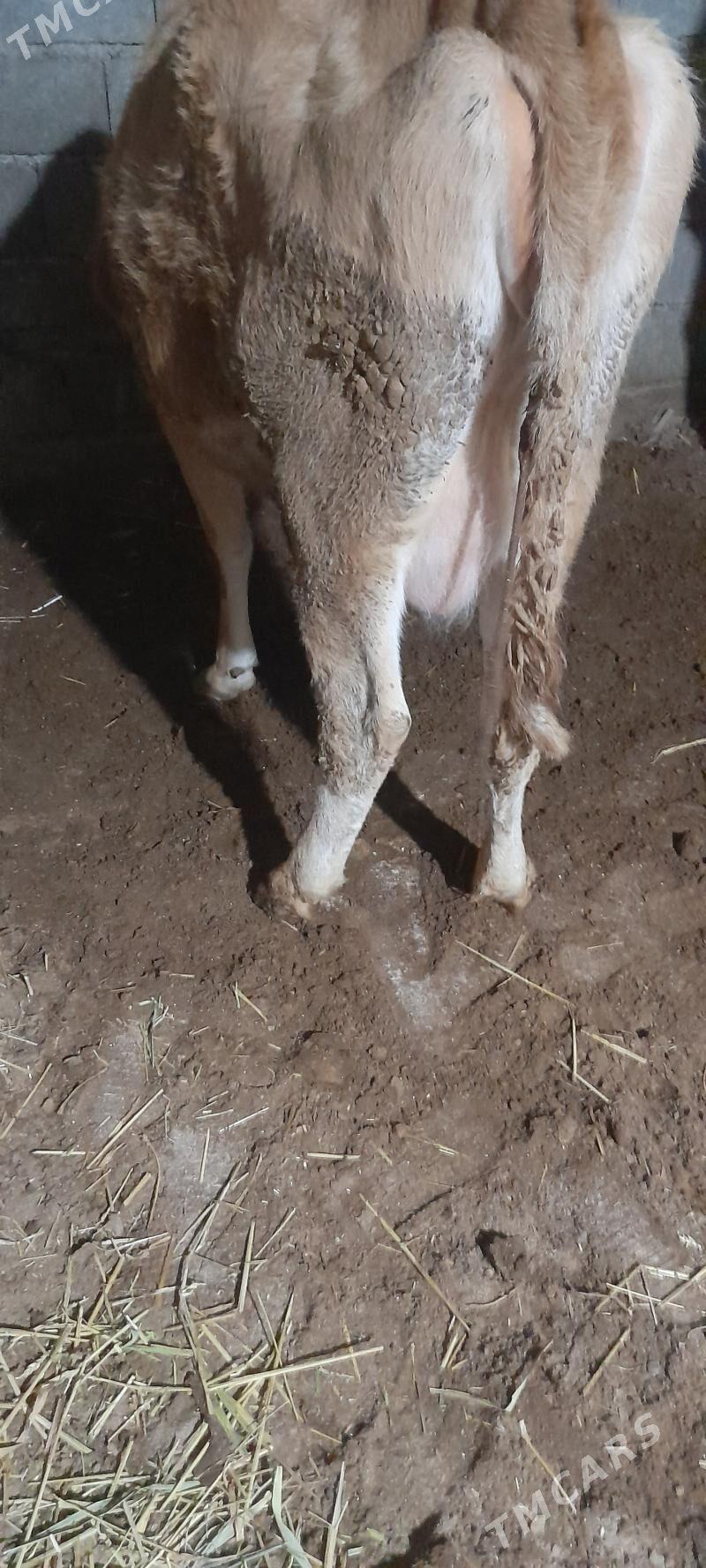 göleli sygyr - Гёкдепе - img 1