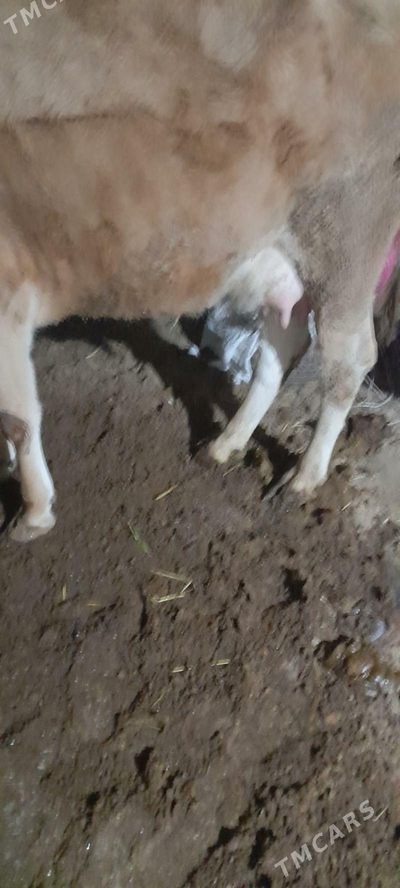 göleli sygyr - Гёкдепе - img 2