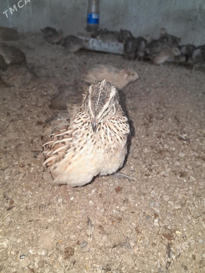 bedene - Гёкдепе - img 2