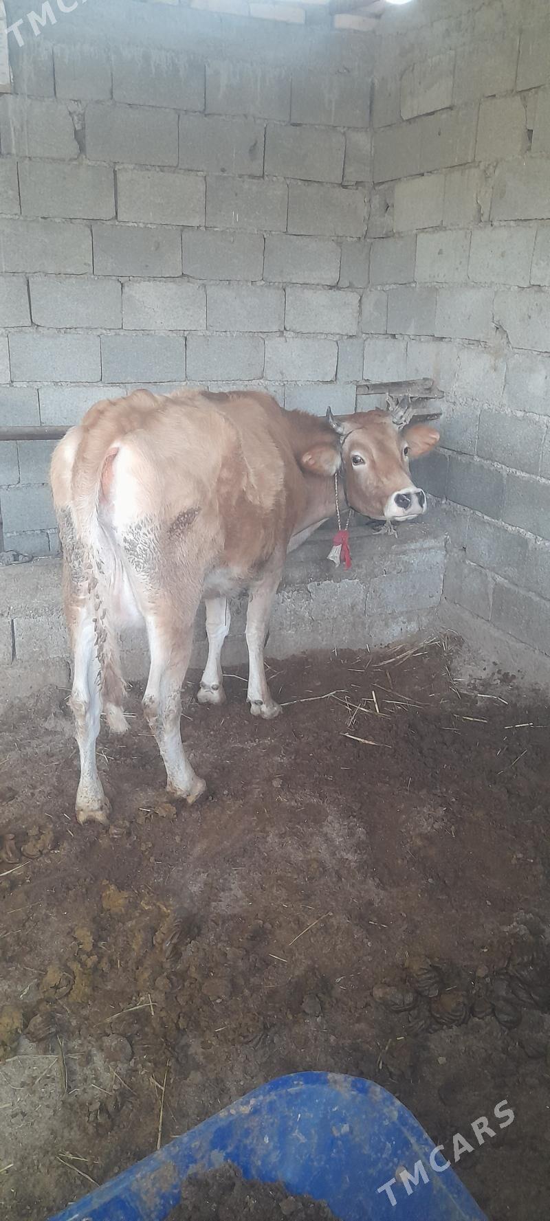 göleli sygyr - Гёкдепе - img 3