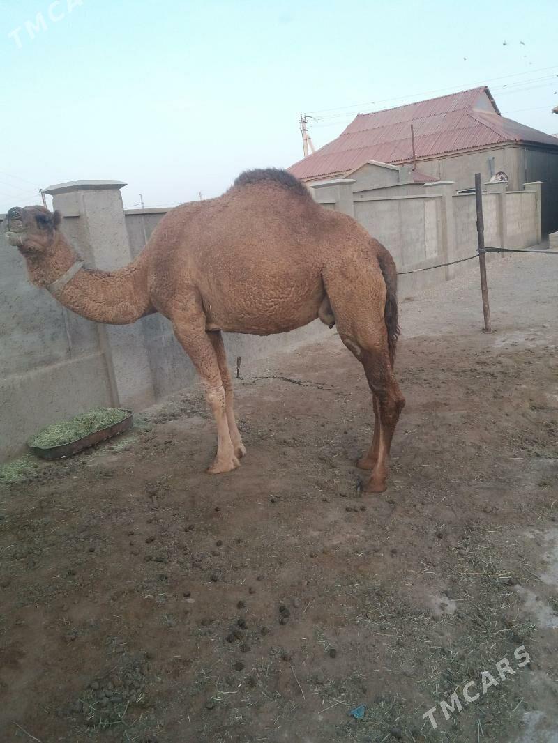 Duye - Gumdag - img 1