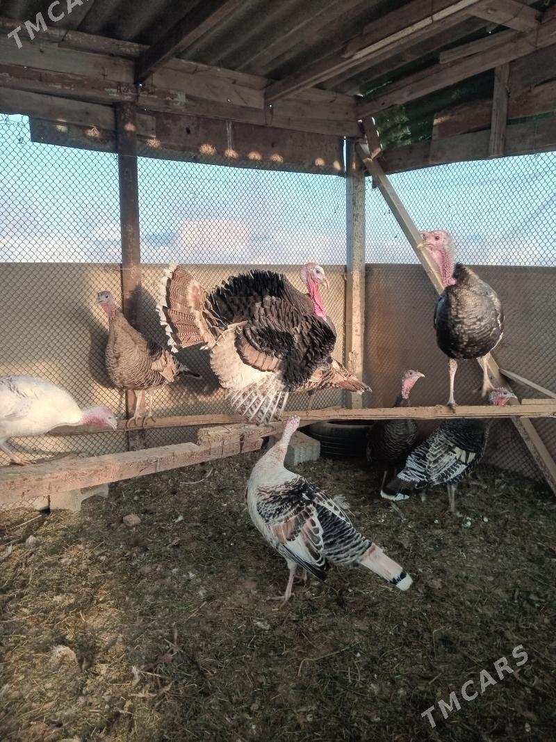 Öý haýwanlary - Ашхабад - img 2