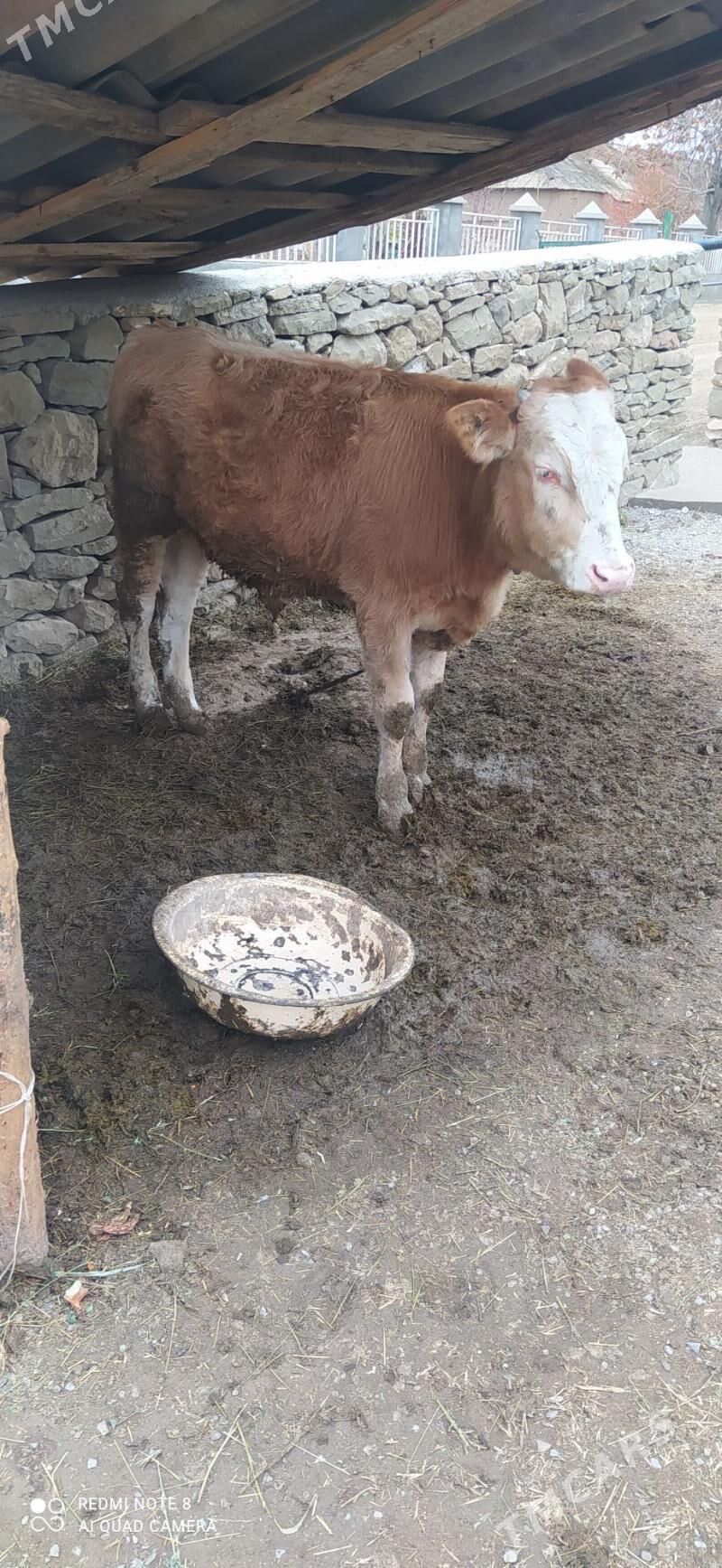 okuz - Бахарден - img 1