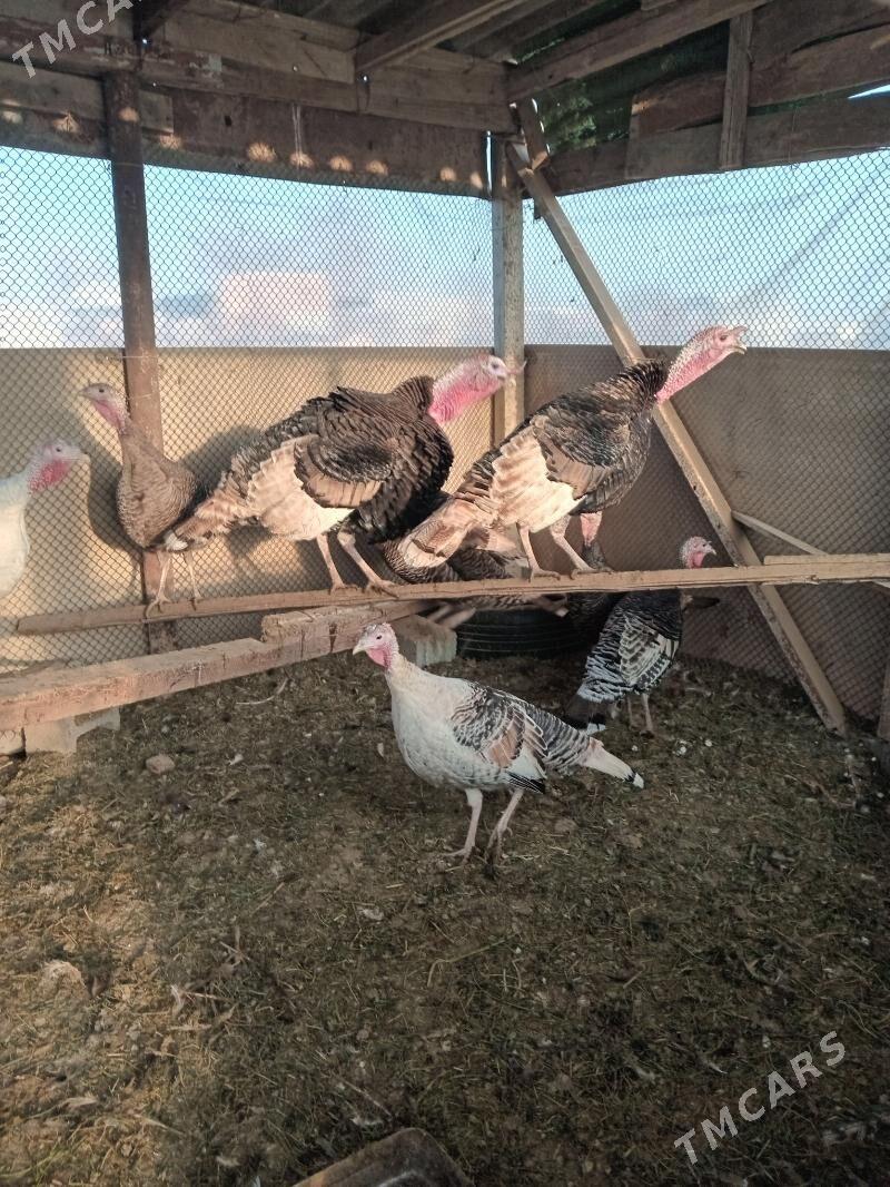 Öý haýwanlary - Ашхабад - img 3