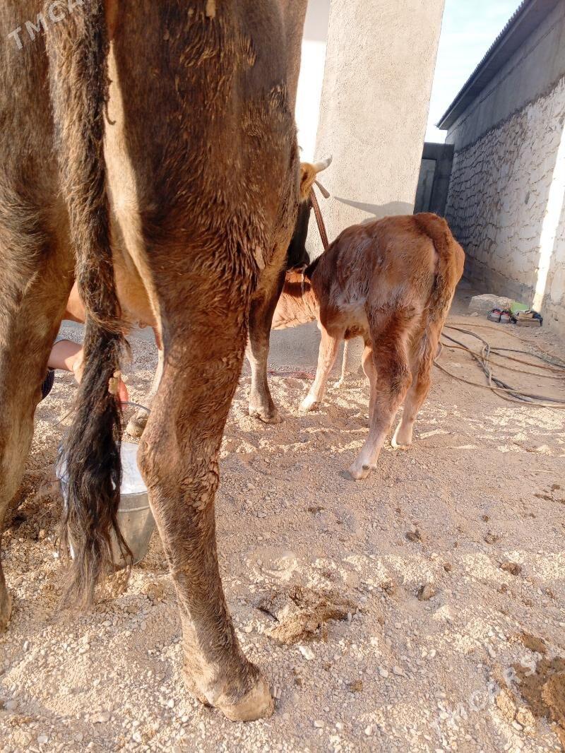 goleli sygyr - Балканабат - img 2