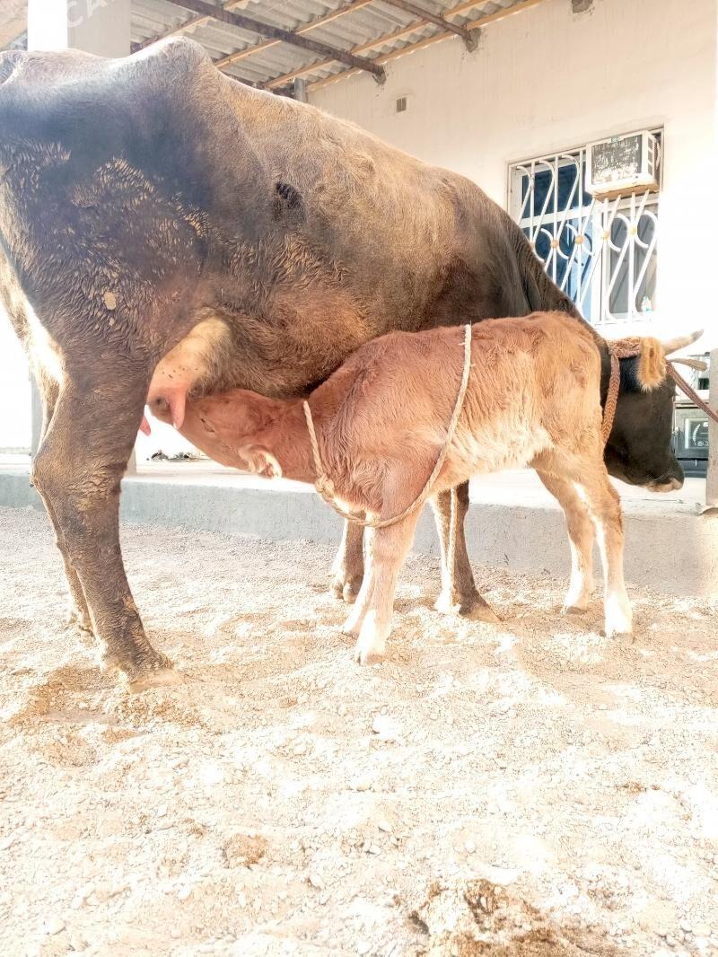 goleli sygyr - Балканабат - img 4