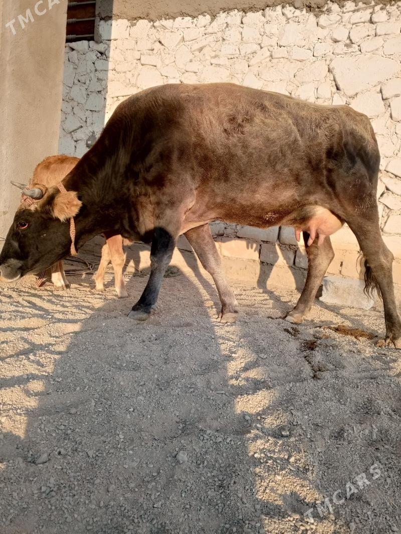 goleli sygyr - Балканабат - img 8