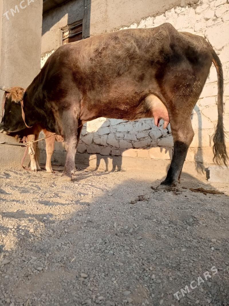 goleli sygyr - Балканабат - img 9