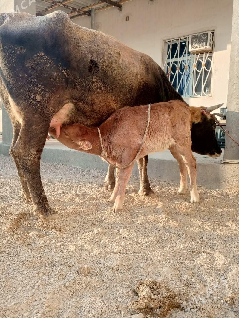 goleli sygyr - Балканабат - img 6