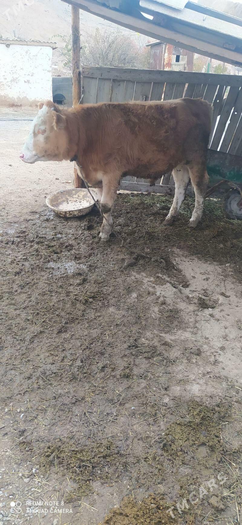 okuz - Бахарден - img 3