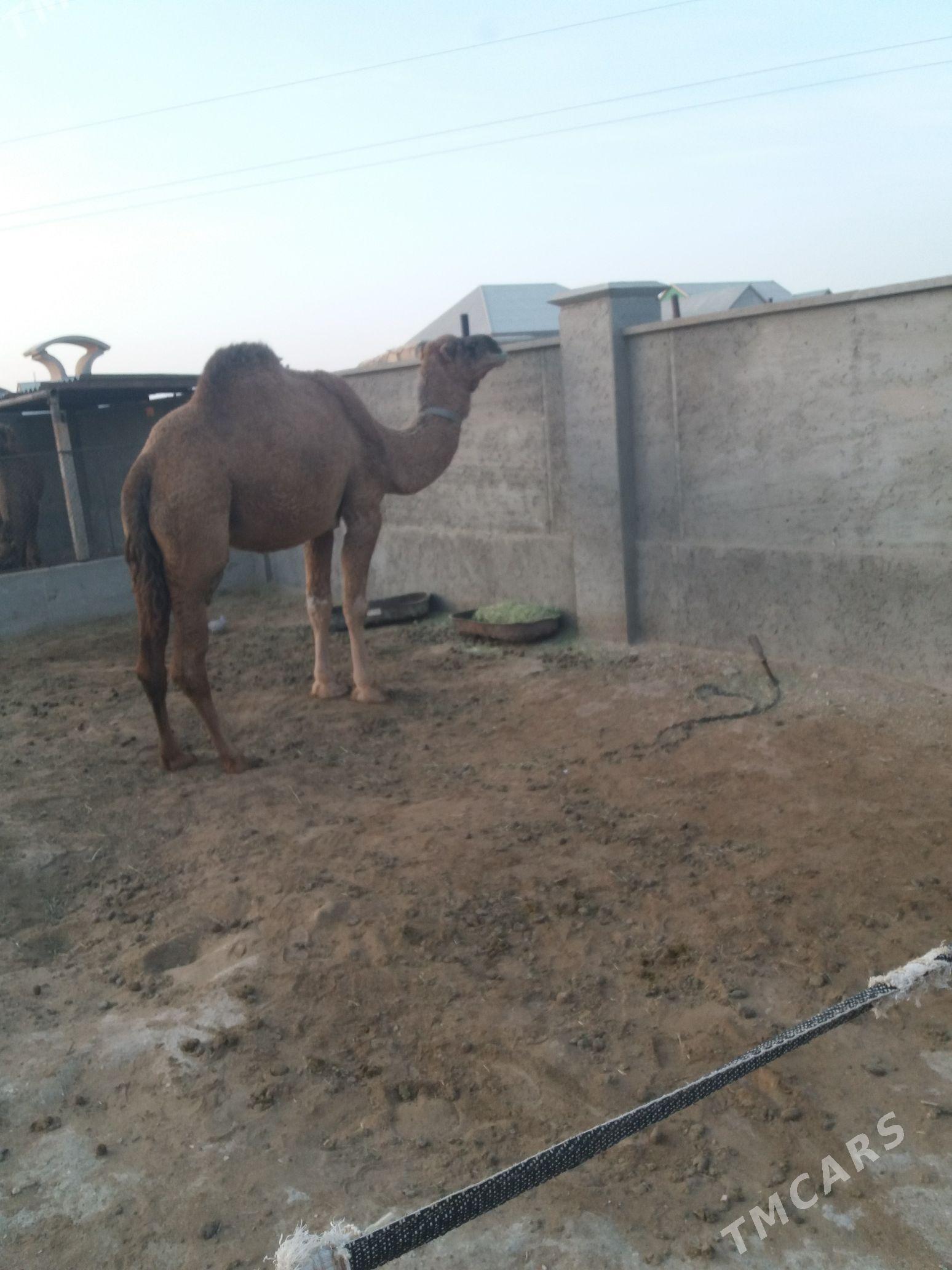 Duye - Гумдаг - img 2