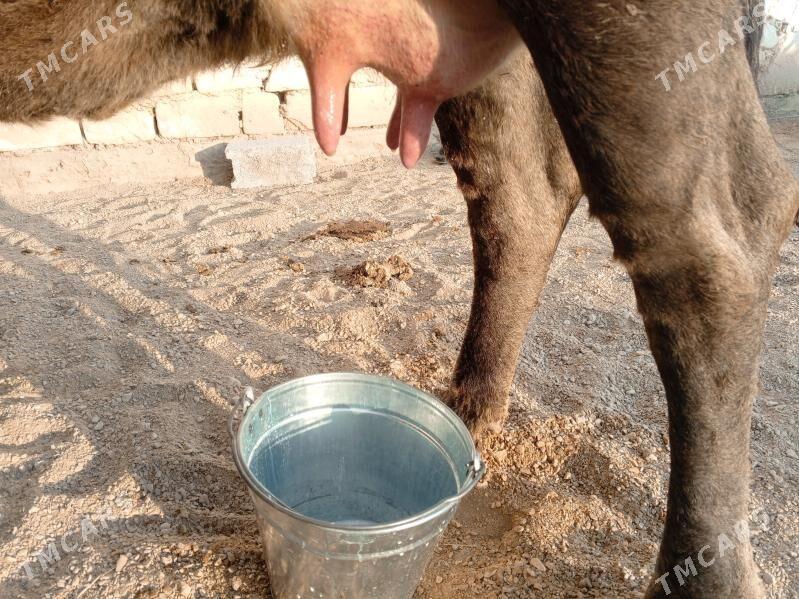 goleli sygyr - Балканабат - img 3