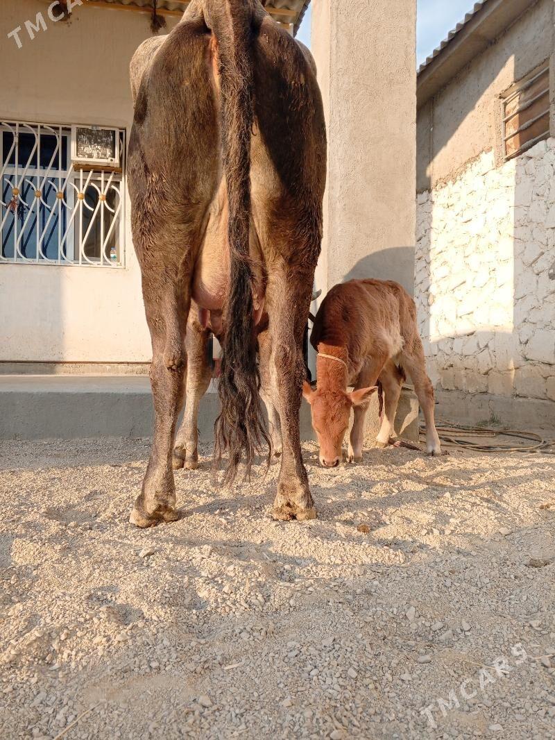 goleli sygyr - Балканабат - img 7