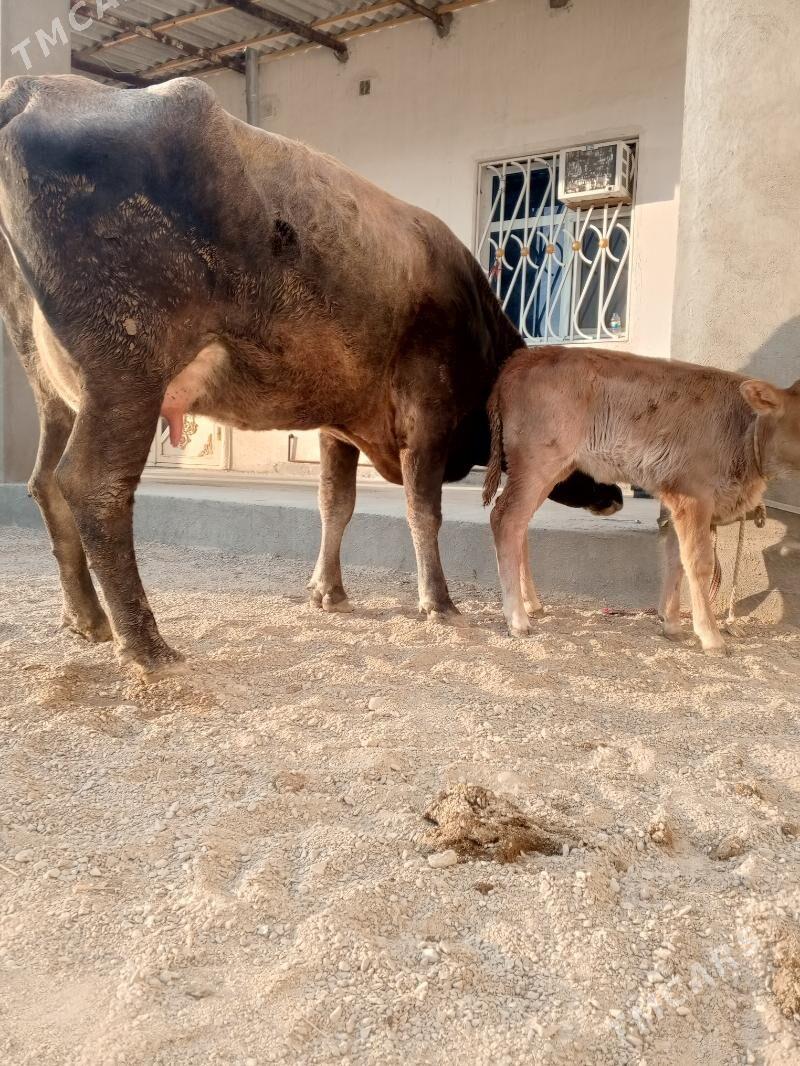 goleli sygyr - Балканабат - img 5