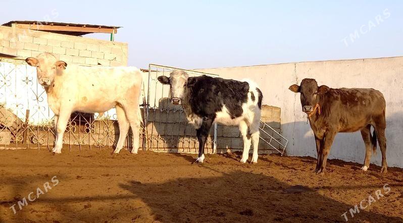 KANATGA ÖKÜZ  2 SANY TÜWE - Gökdepe - img 7