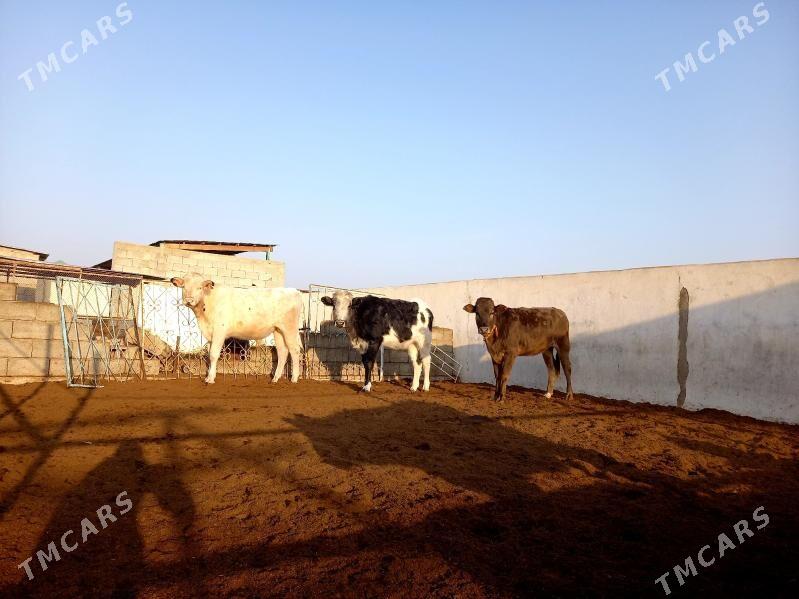 KANATGA ÖKÜZ  2 SANY TÜWE - Gökdepe - img 2