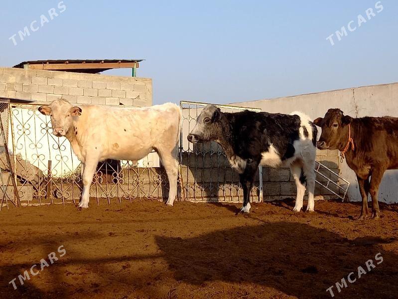 KANATGA ÖKÜZ  2 SANY TÜWE - Gökdepe - img 4