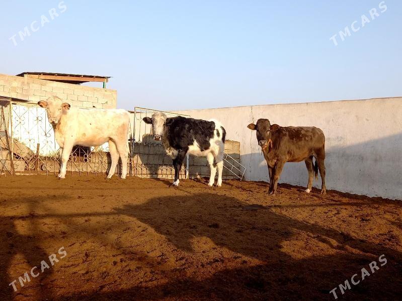 KANATGA ÖKÜZ  2 SANY TÜWE - Gökdepe - img 3