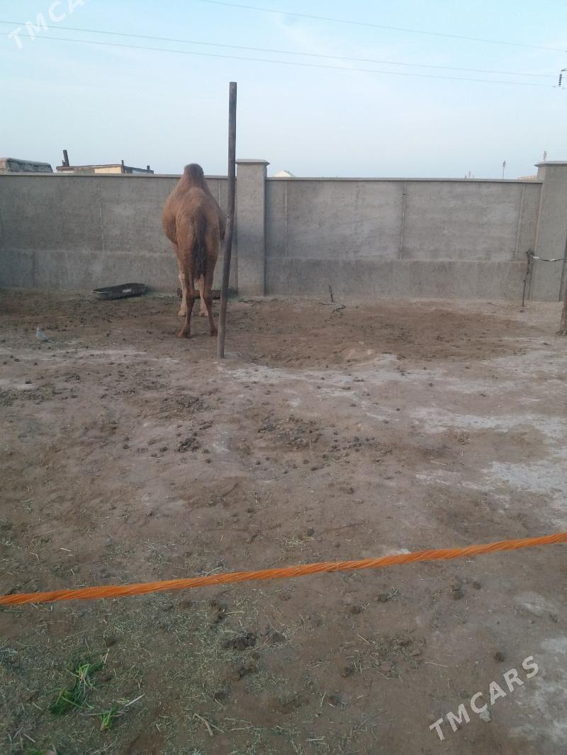 Duye - Гумдаг - img 3