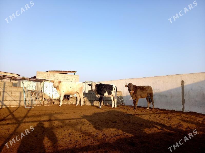 KANATGA ÖKÜZ 2 SANY TÜWE - Гёкдепе - img 1