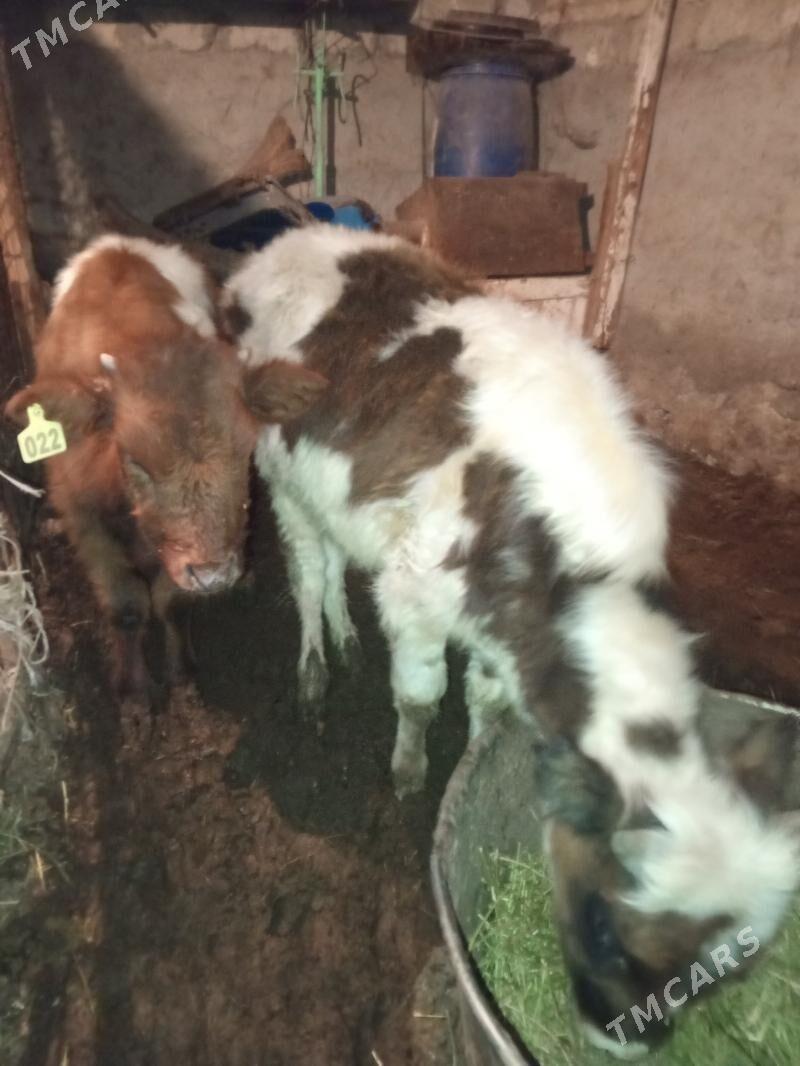 Okuz 2-sany - Ашхабад - img 1