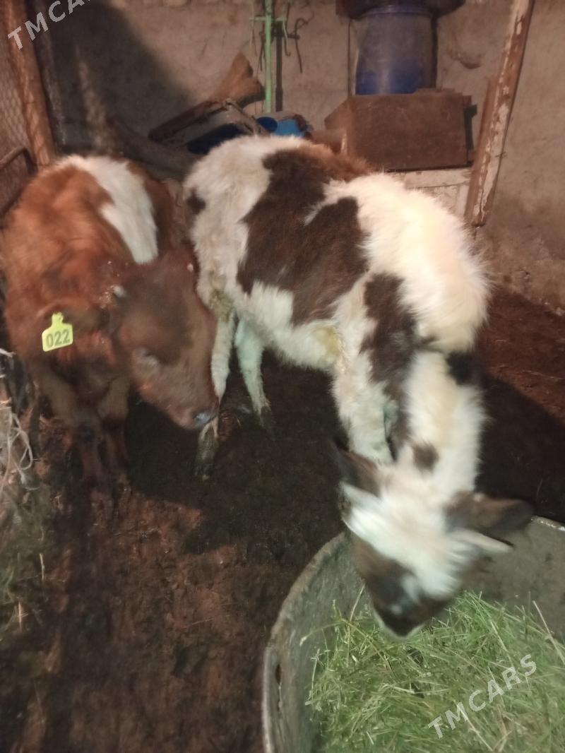 Okuz 2-sany - Aşgabat - img 5