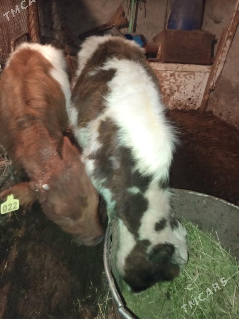 Okuz 2-sany - Aşgabat - img 3