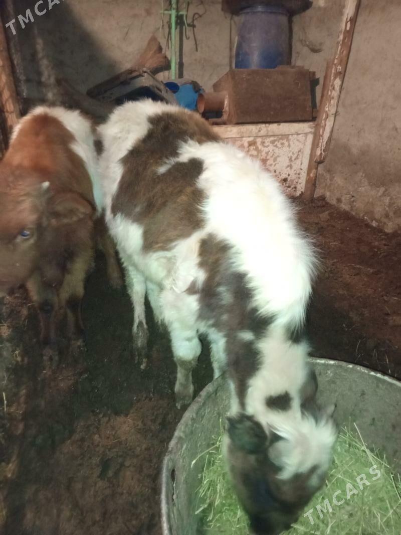 Okuz 2-sany - Aşgabat - img 2