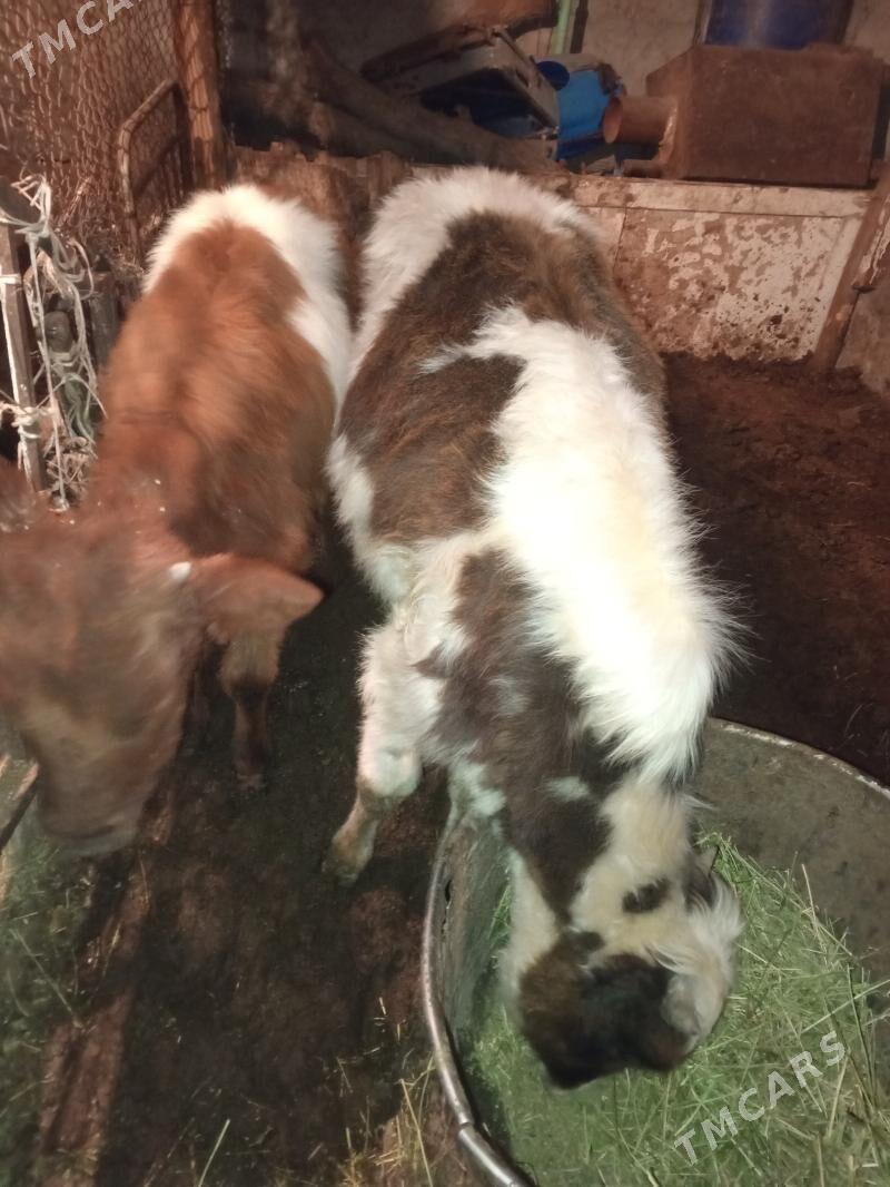 Okuz 2-sany - Aşgabat - img 4