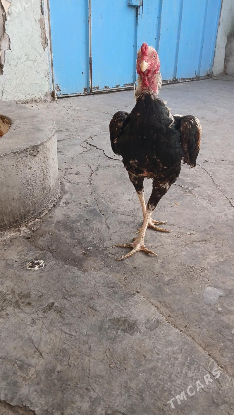 horoz - Хитровка - img 2