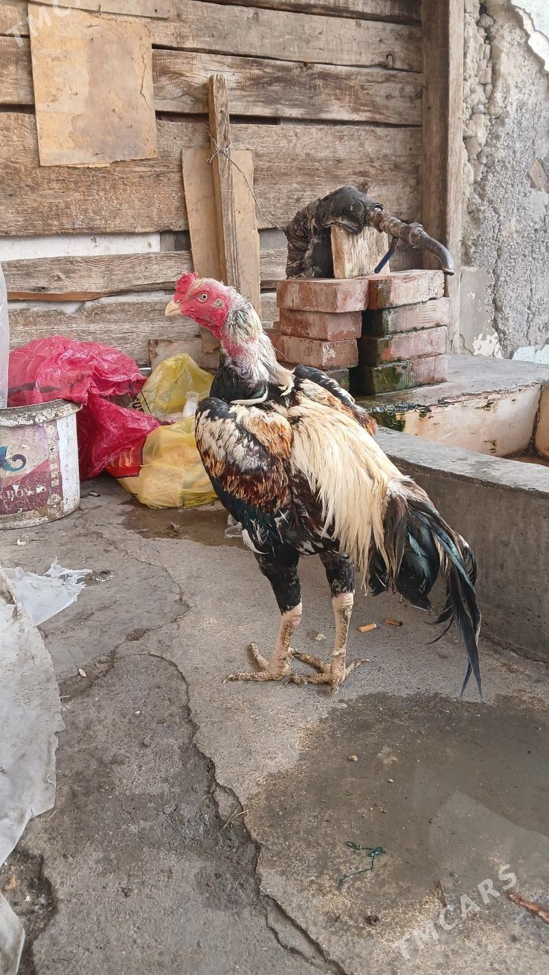 horoz - Хитровка - img 1