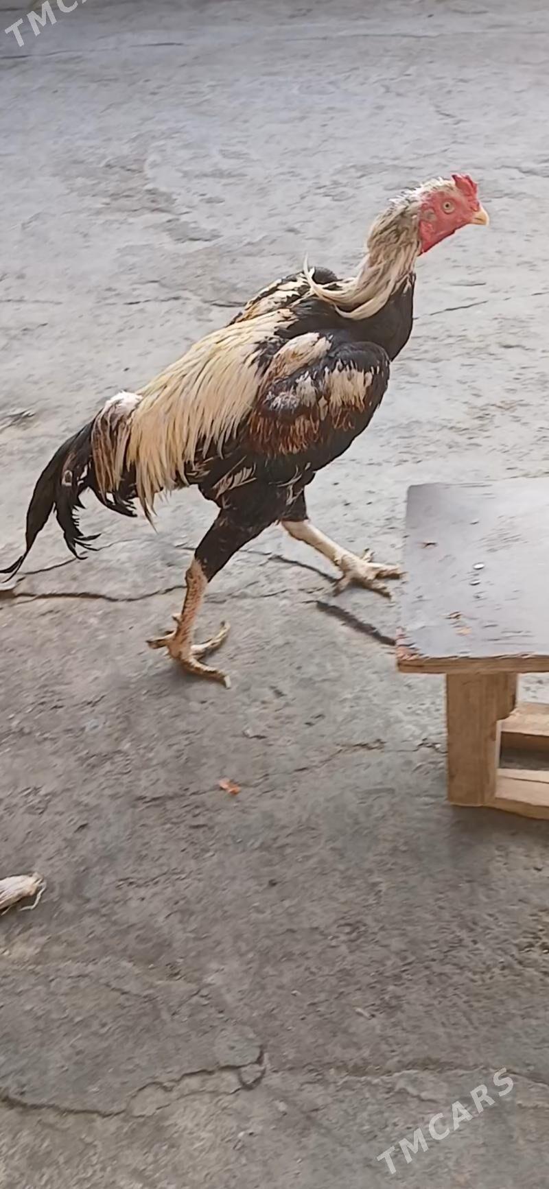 horoz - Хитровка - img 3