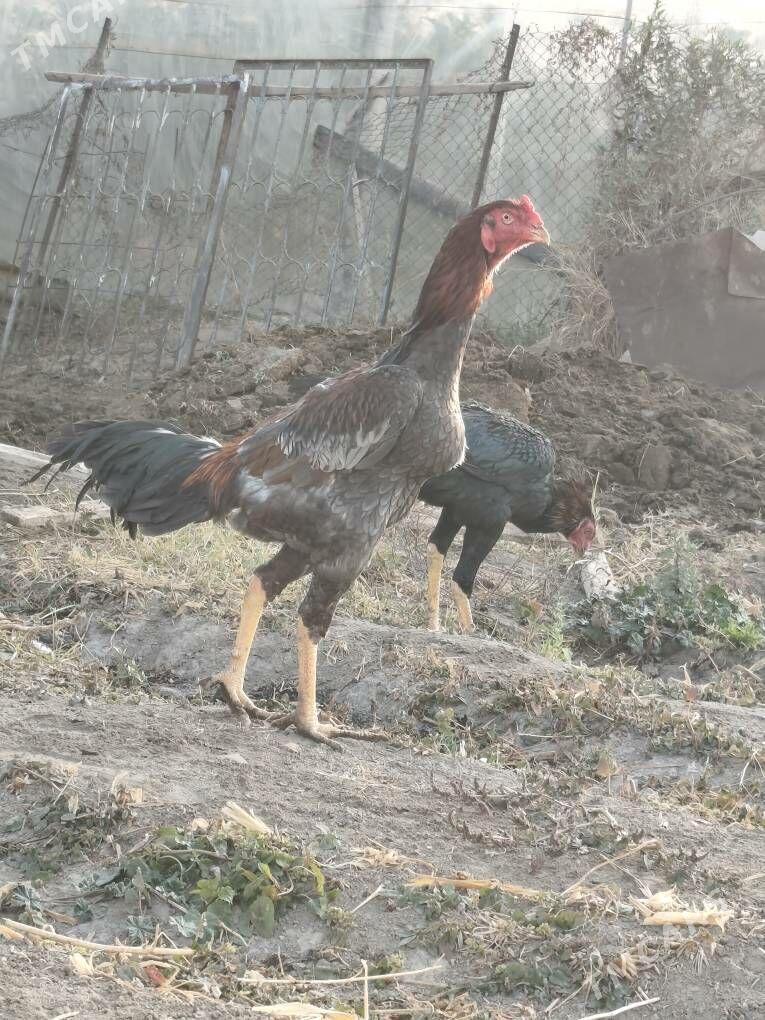 taskent horaz - Бузмеин - img 3