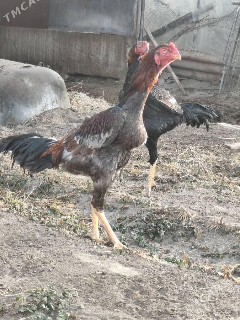 taskent horaz - Бузмеин - img 1