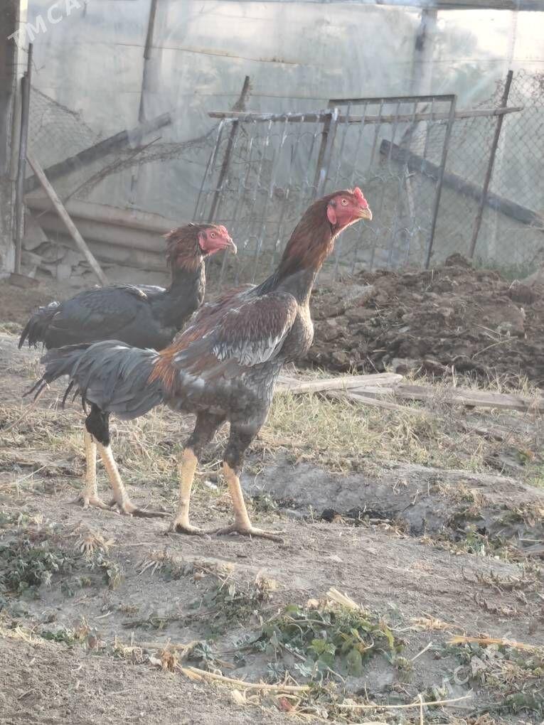 taskent horaz - Бузмеин - img 2