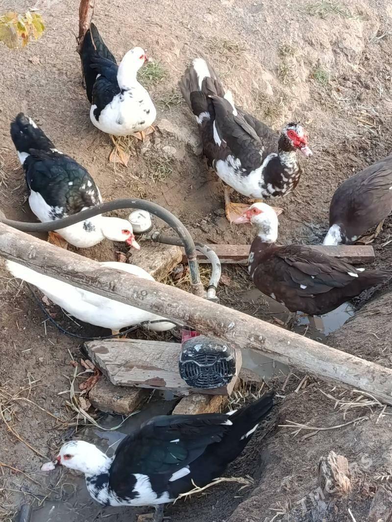 Indautga - Мургап - img 7