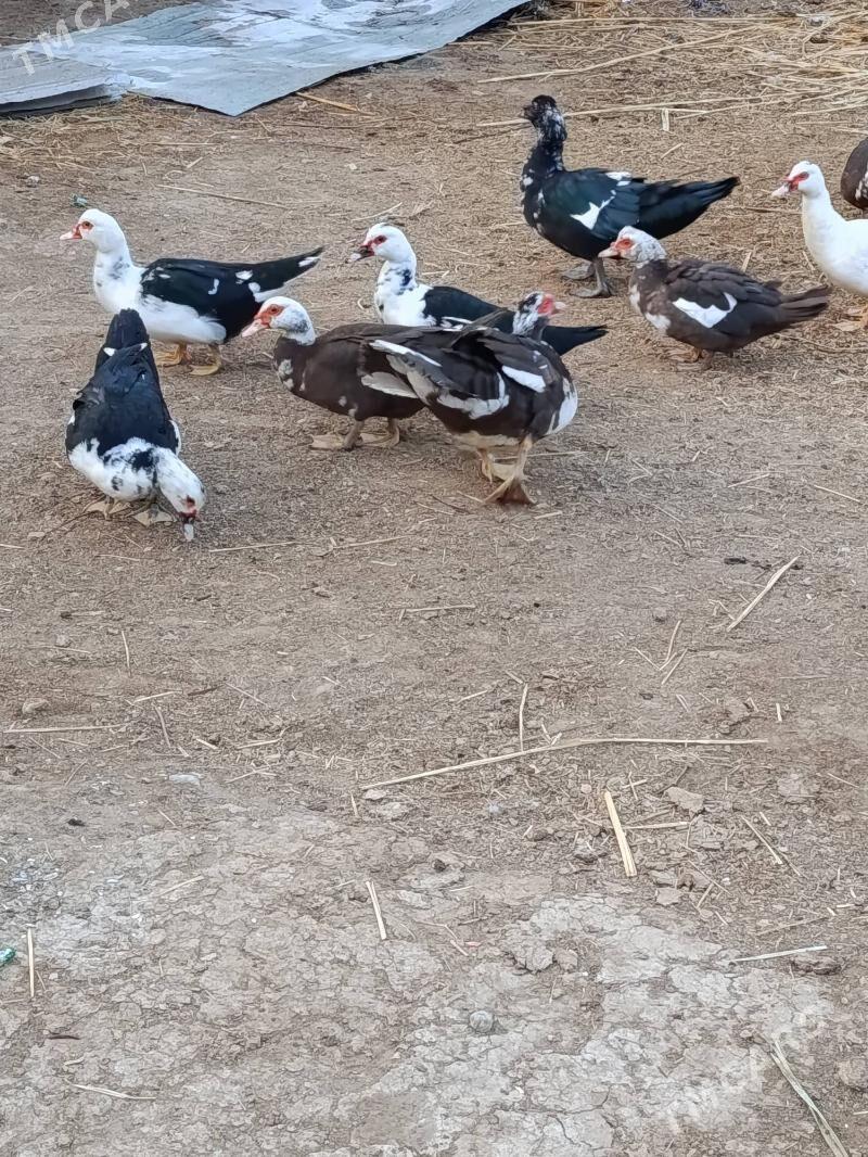 Indautga - Мургап - img 1