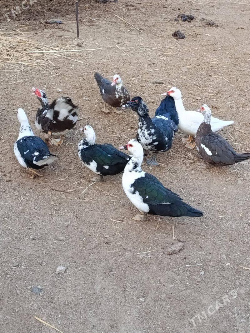 Indautga - Мургап - img 2