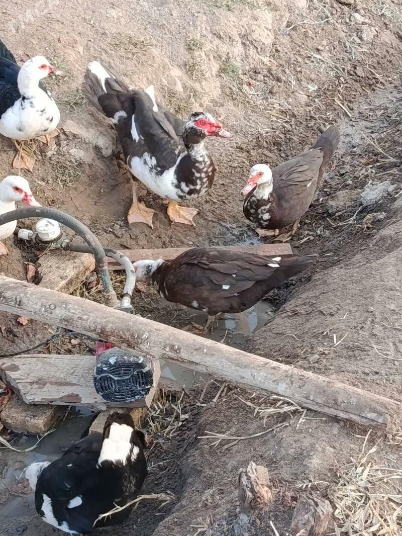 Indautga - Мургап - img 3