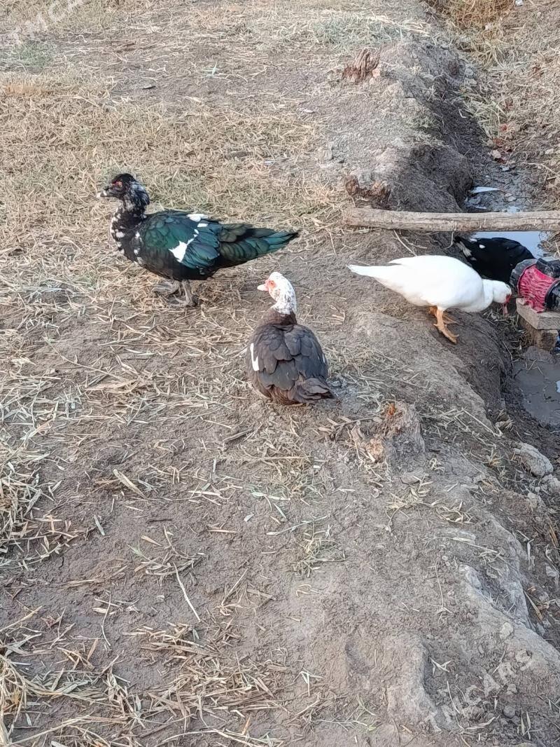 Indautga - Мургап - img 9